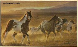 Desert Horse Mural Full Wall Mural HJ6717M Desert Horse Mural Full Wall Mural HJ6717M