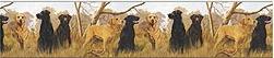 Hunting Dogs bathroom wallpaper borders