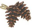 pine cone lodge bathroom shower curtain rings