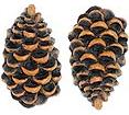 Pinecone Lodge Kitchen Decor Drawer Pulls