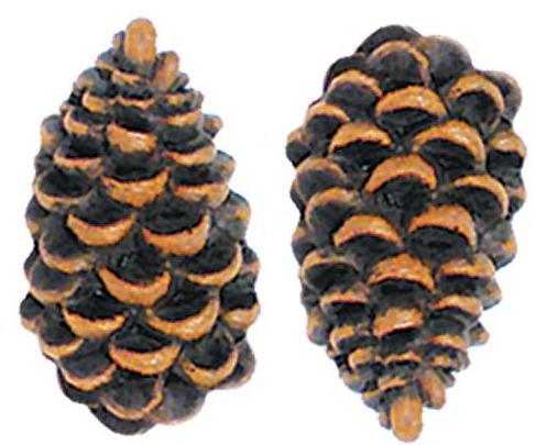 Pine Cone Lodge  bathroom Kitchen Drawer Pulls