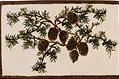 Pine Lodges bath rugs tub mat