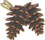 Pine Lodges shower curtain hooks