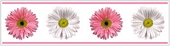 RMK1012BCS Flower Power Stick On Wallpaper Border 