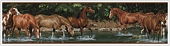 RMK1016BCS Wild Horses Stick On Wallpaper Border 